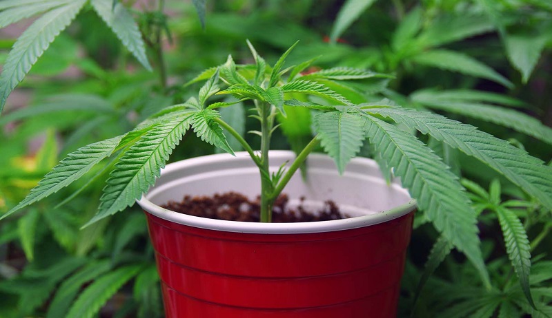 Things To Keep In Mind Before Buying Cannabis Grow Lights