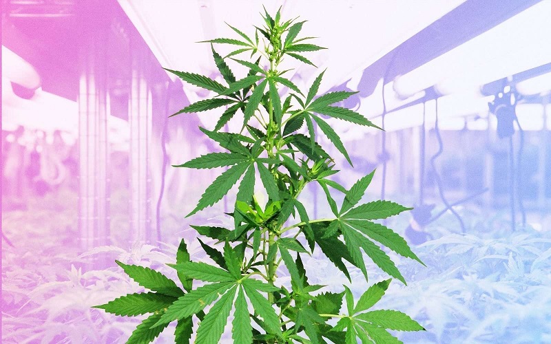 Can You Grow Your Weed Plant In A Closet?