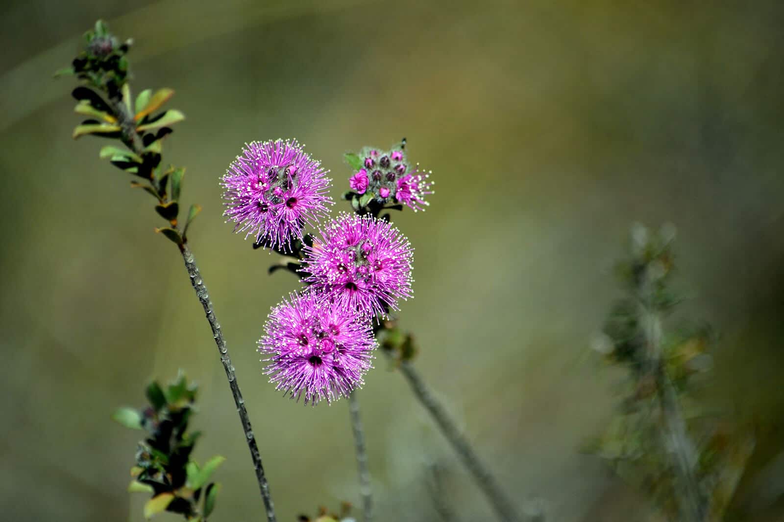 Learn about Kunzea Oil and Its Uses