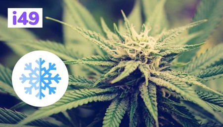 How To Grow Cold-Weather Cannabis?