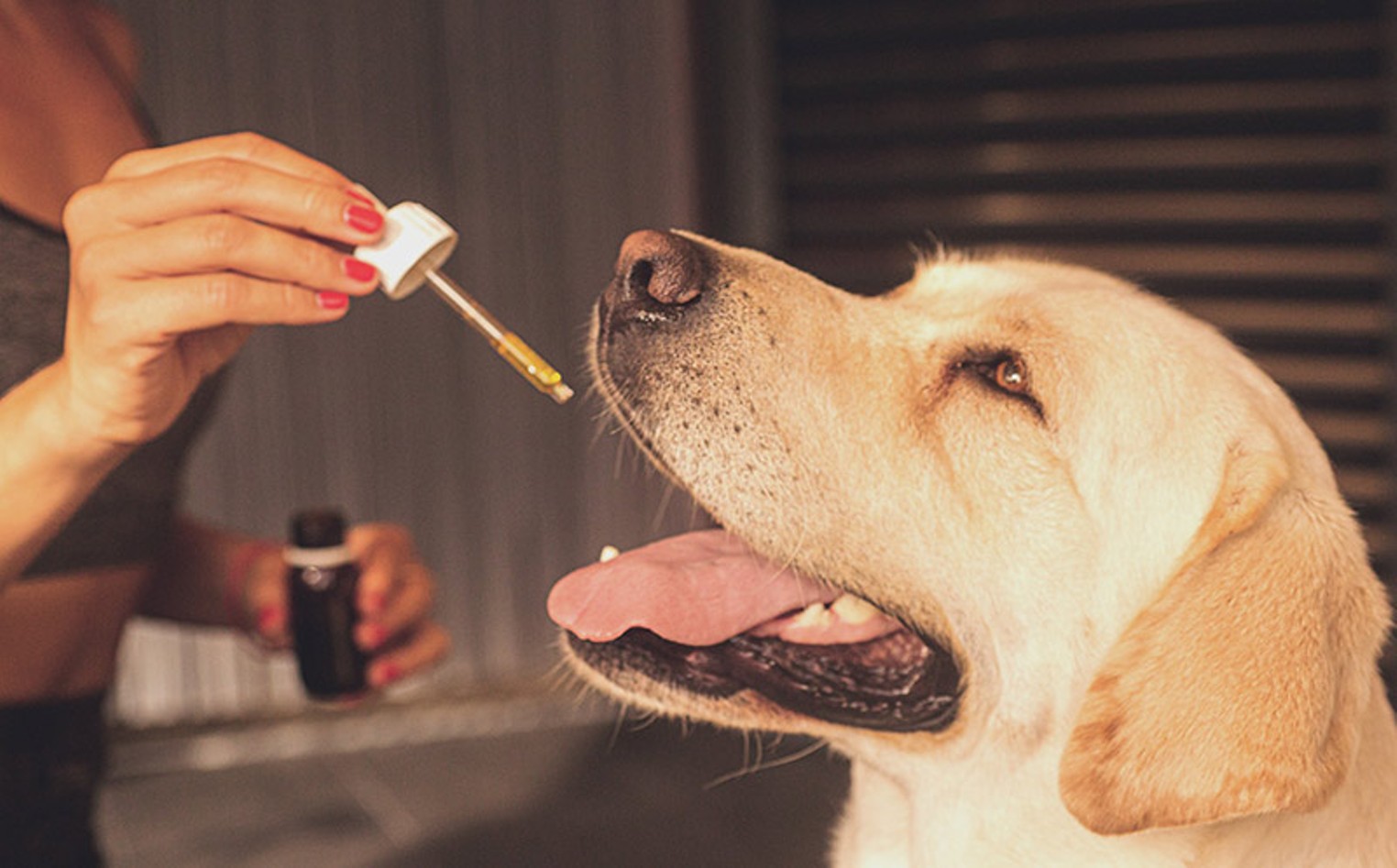 The Unique And Effective CBD Pet Treats At The Lowest Price