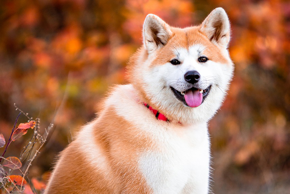 Four reasons to Adopt the American Akita dog breed.