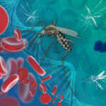 malaria parasites